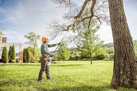 Best Emergency Tree Removal  in Homer, AK